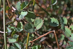 Acaena caesiiglauca