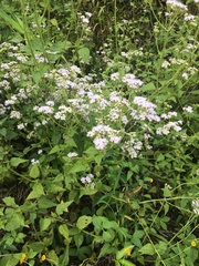 Fleischmannia pycnocephala