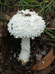 Amanita pyramidifera