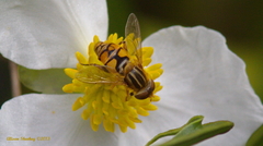 Parhelophilus laetus