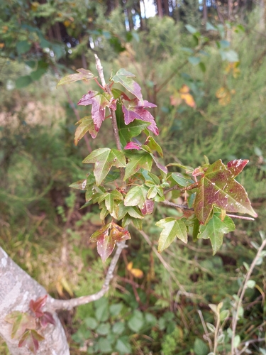 Trident maple