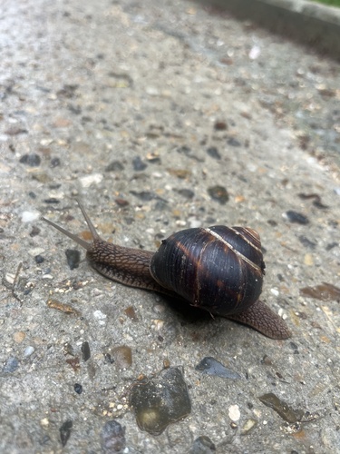Helix lucorum