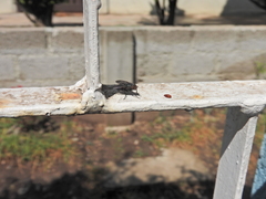 Cochliomyia