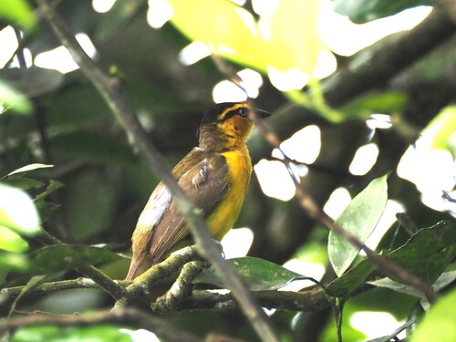 Black-necked Weaver