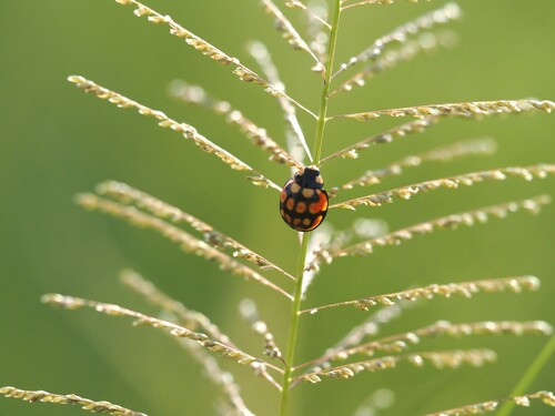 Sulfurous Lady Beetle