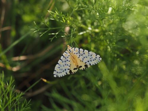 Alytarchia leonina