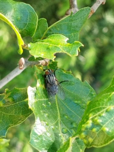 Common Flesh Flies