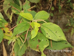 Acalypha angatensis