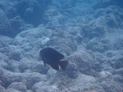 Pomacentrus indicus observed 2026-05-04