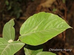 Acalypha angatensis