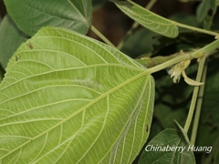 Acalypha angatensis