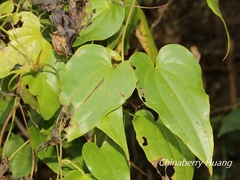 Stemona tuberosa