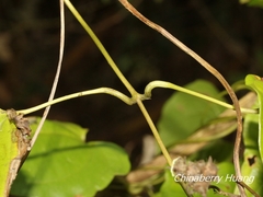 Stemona tuberosa