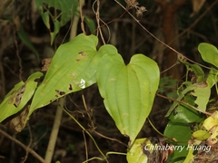 Stemona tuberosa