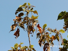 Acalypha angatensis