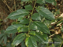Rhamnus formosana