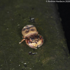 Simaethina