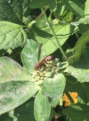 Polistes stabilinus