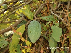Ficus pumila awkeotsang