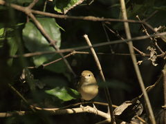 Acrocephalus dumetorum