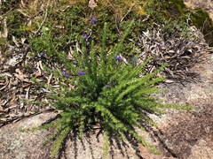 Prostanthera teretifolia