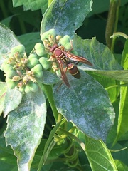 Polistes stabilinus