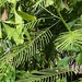 Acacia pennata