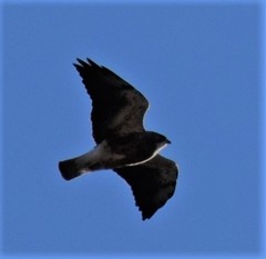 Buteo swainsoni