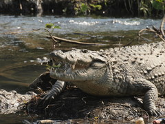 Crocodylus palustris