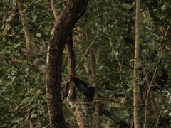 Dinopium benghalense