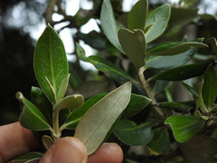 Olearia traversiorum
