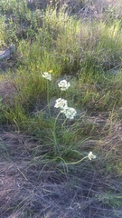 Allium fraseri