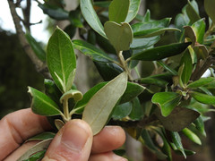 Olearia traversiorum