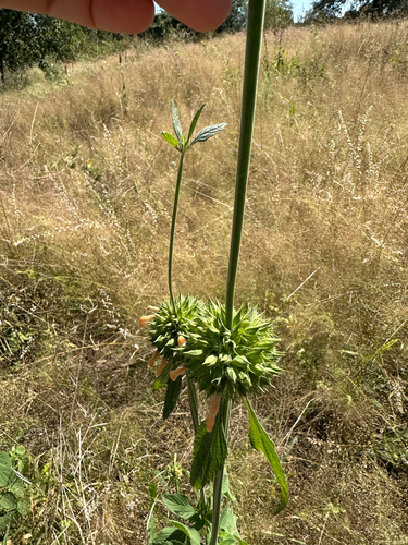 lion's ear