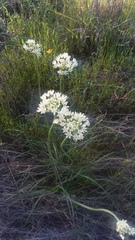 Allium fraseri