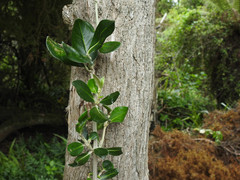 Olearia traversiorum