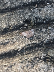 Hamadryas iphthime joannae