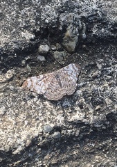 Hamadryas iphthime joannae