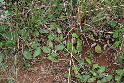 Helichrysum nudifolium, photograph 2