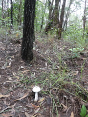 Amanita pyramidifera