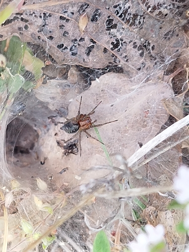 Grass Funnel-web Spiders