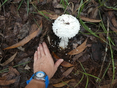 Amanita pyramidifera