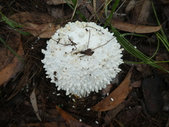 Amanita pyramidifera
