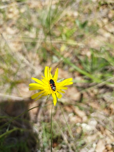 Acmaeodera ottomana