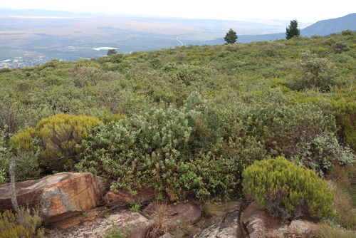 Protea subvestita, photograph 3