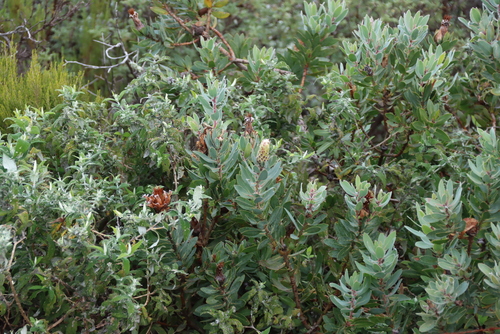 Protea subvestita, photograph 2
