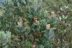 Protea subvestita
