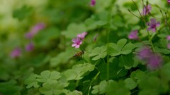 东方蜜蜂