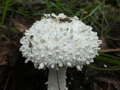 Amanita pyramidifera