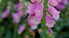 木蜂属